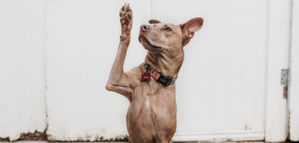 Fotografía de un perro sentado con una de sus patas delanteras levantada